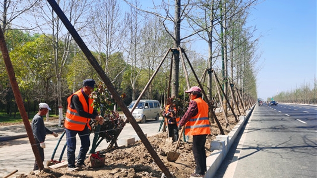 周口大道北段植树忙