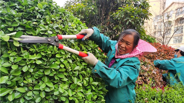 春季绿植养护正当时