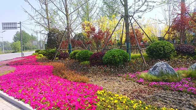 周口：缤纷花卉惹人醉