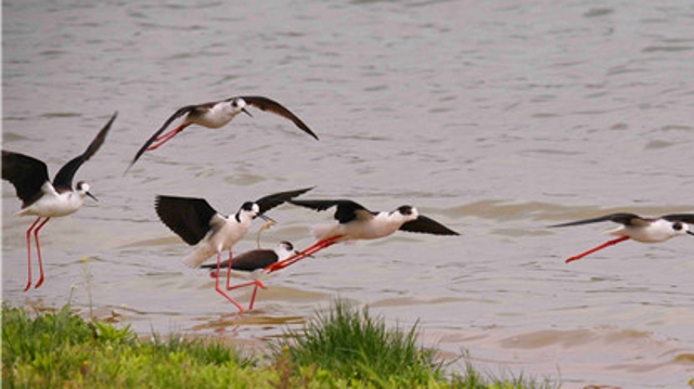长腿鹬现身周口引黄调蓄水库