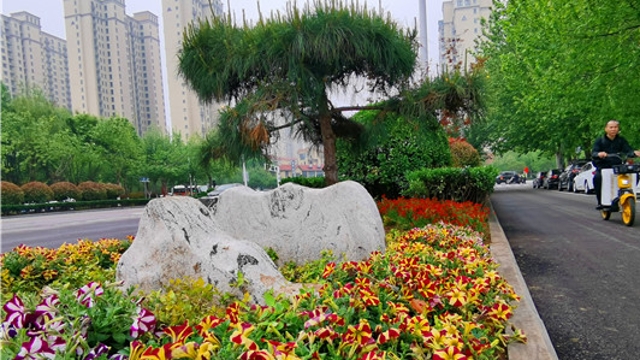 周口：城市绿意盎然 彰显青春活力