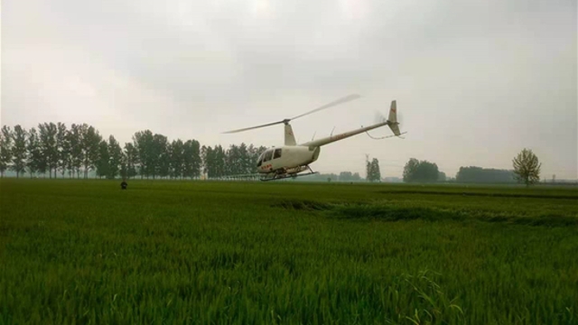 小麦“一喷三防” 直升飞机来帮忙 