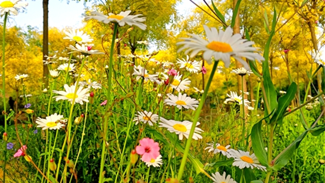 周口：沙颍河岸 景美如画