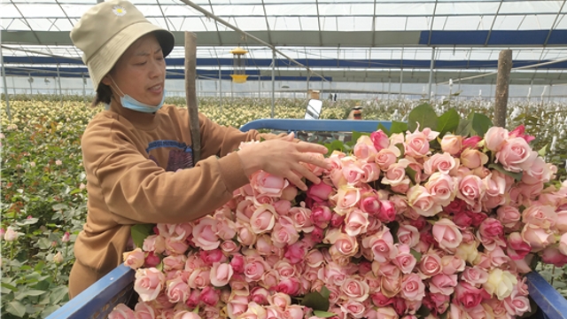 一路花香奔小康