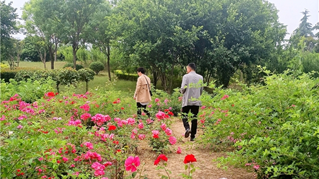 周口：月季花开香满园