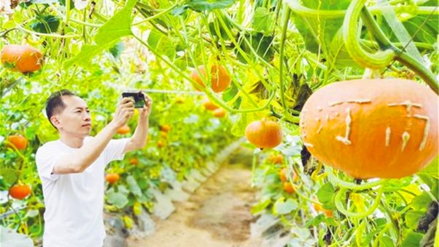 特色农业促发展