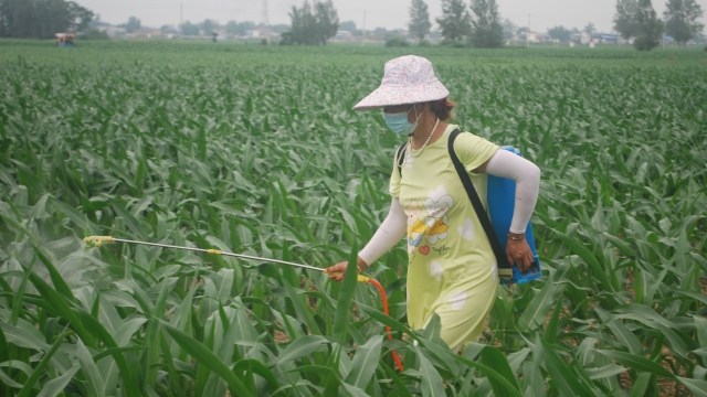 [商水]三夏时节 秋田管理忙