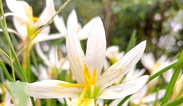 周口：雨后葱莲别样美