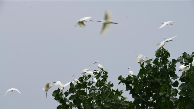 周口植物园：白鹭舞翩跹