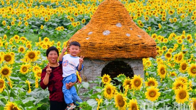 邓城：数百亩葵花灿如锦 大地流金向阳开