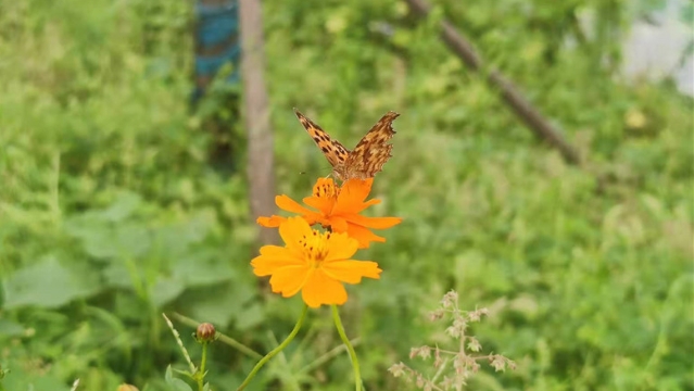 周口沙河湾湿地公园：“秋英”花开 扮靓秋景