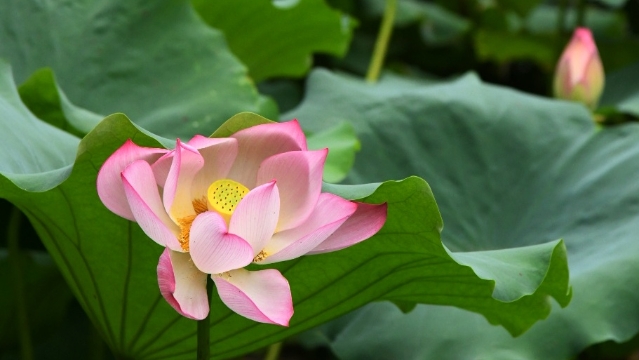 人民公园秋荷别样美