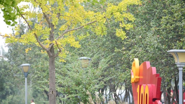 银杏披金秋意浓