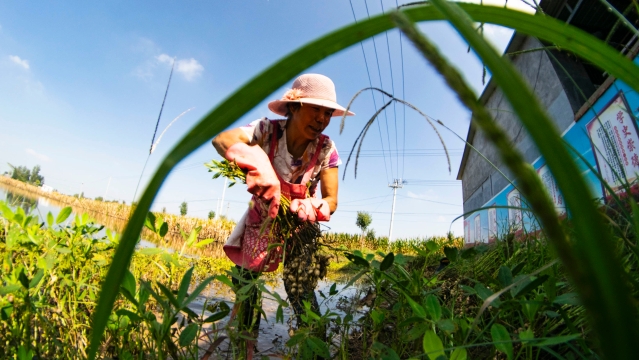 水淹地里忙“捞秋”