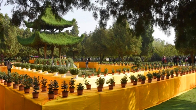 太昊陵景区精心准备第四届金秋菊展