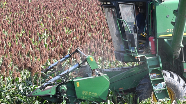 许湾乡：百亩高粱喜获丰收