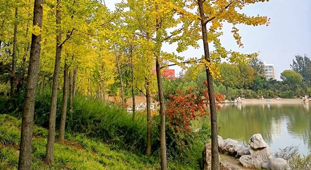 周口：秋日黄叶别样美