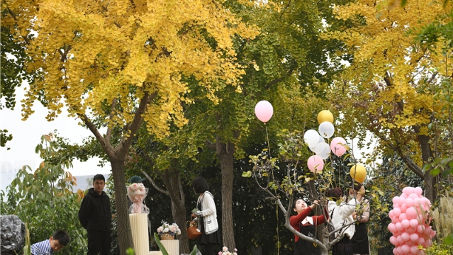 周口公园：银杏披金醉游人