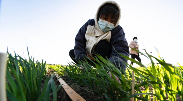 地神种业科研麦田：科研育苗攀高产