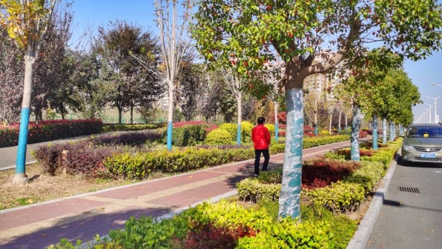 树木穿“冬衣”