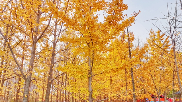 银杏林已到最美季