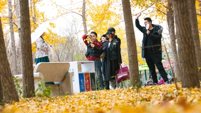 小雪时节周口银杏流金披盛装