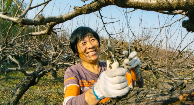 川汇区：冬季果农修剪忙