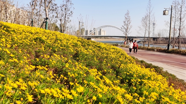 颍河路边黄金菊盛开