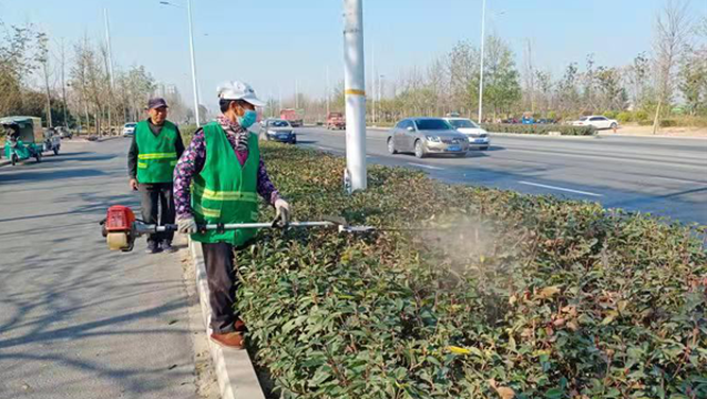 园林部门为道路景观植物“梳妆打扮”
