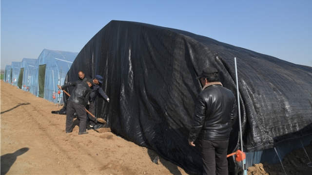 蘑菇大棚盖上“保温被”