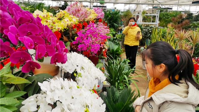 早春花市也热闹