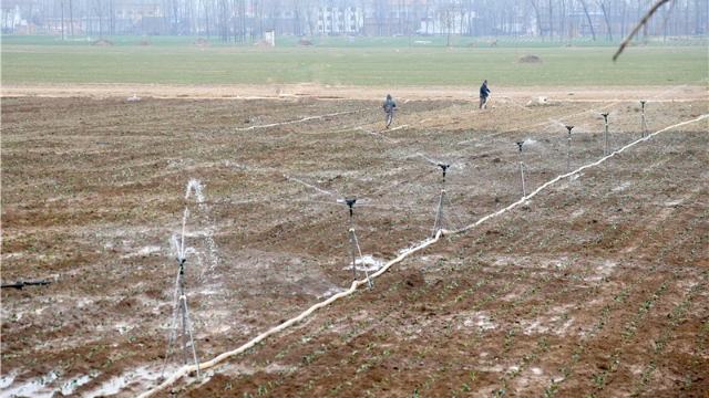 周口田间分外忙