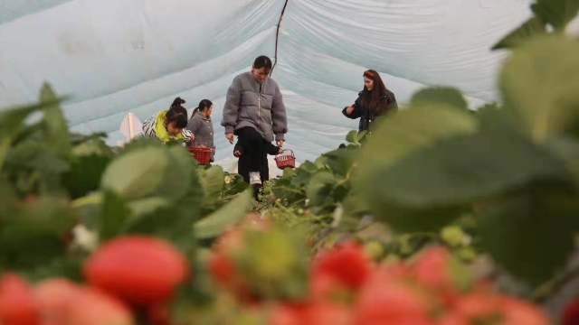 [商水]春日享“莓”好时光