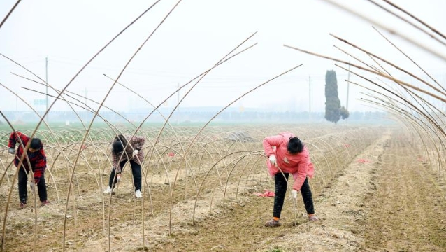 “雨水”时节农事忙