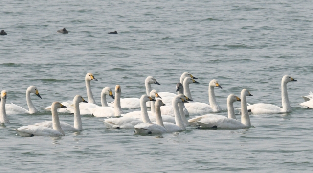 引黄调蓄工程： 近百只天鹅踏春来