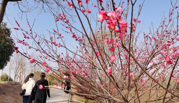 周口公园梅花绽放
