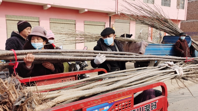 阳春三月苗木俏销