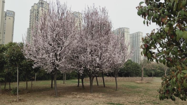 最是一年春好处 三川无处不飞花