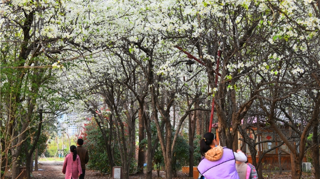 植物园内梨花盛开