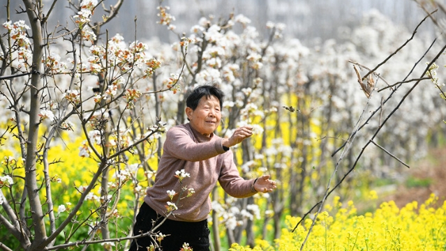 梨园深处春种忙
