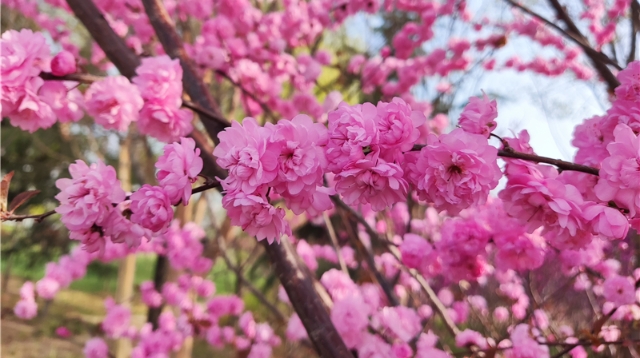 榆叶梅盛开美如画