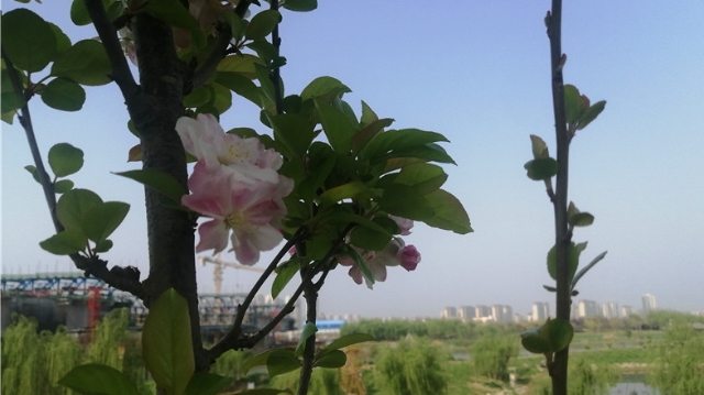 春风又绿颍河岸