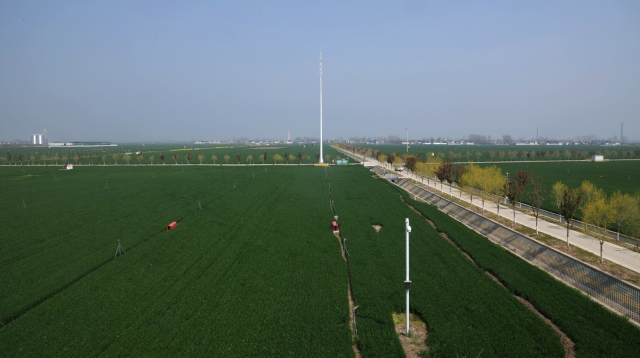 我市小麦长势喜人