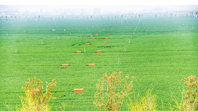 麦浪漾起丰收的希望