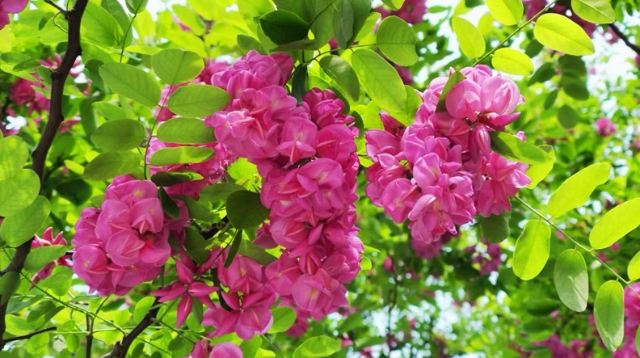 周口：红槐花开绮丽生香