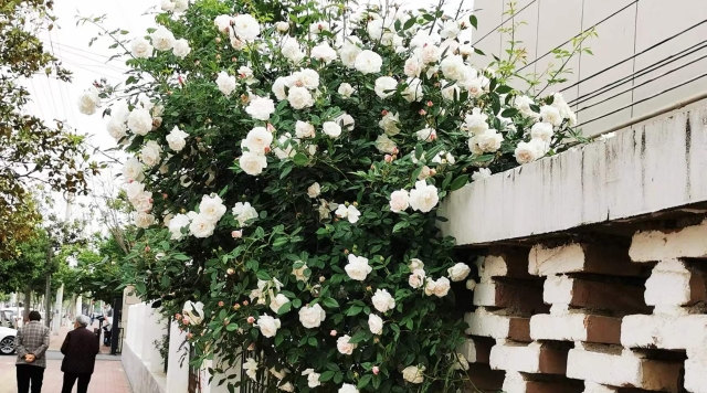 蔷薇花开扮靓春天