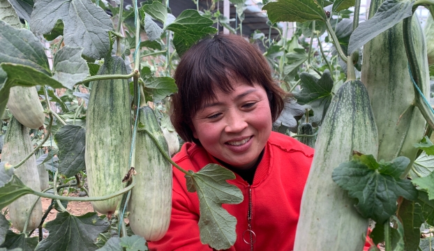 瓜熟钱袋鼓 人勤收获丰