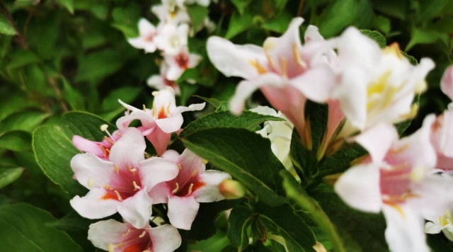 锦带花开  承春启夏