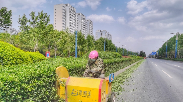 周口中心城区园林绿化修剪忙