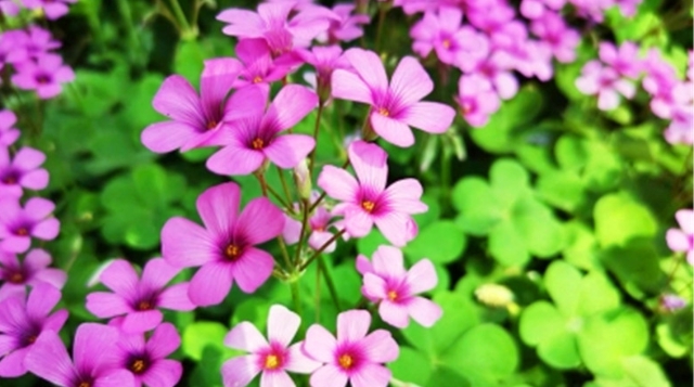 惊艳！滨河公园现红花酢浆草花海